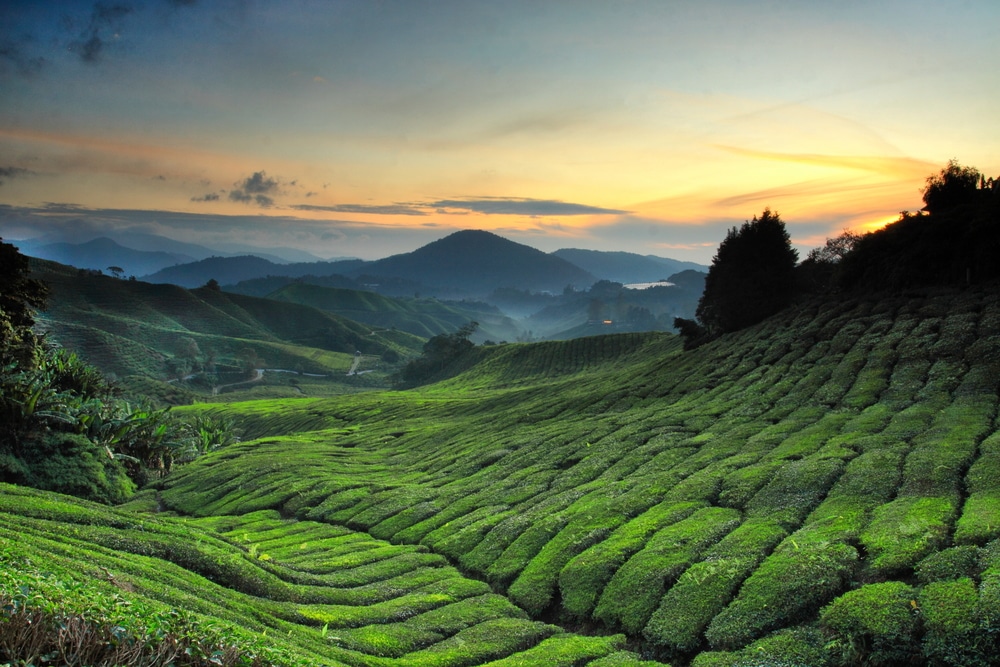 Shutterstock via The Crazy Tourist The ever insta-worthy Cameron Highlands.