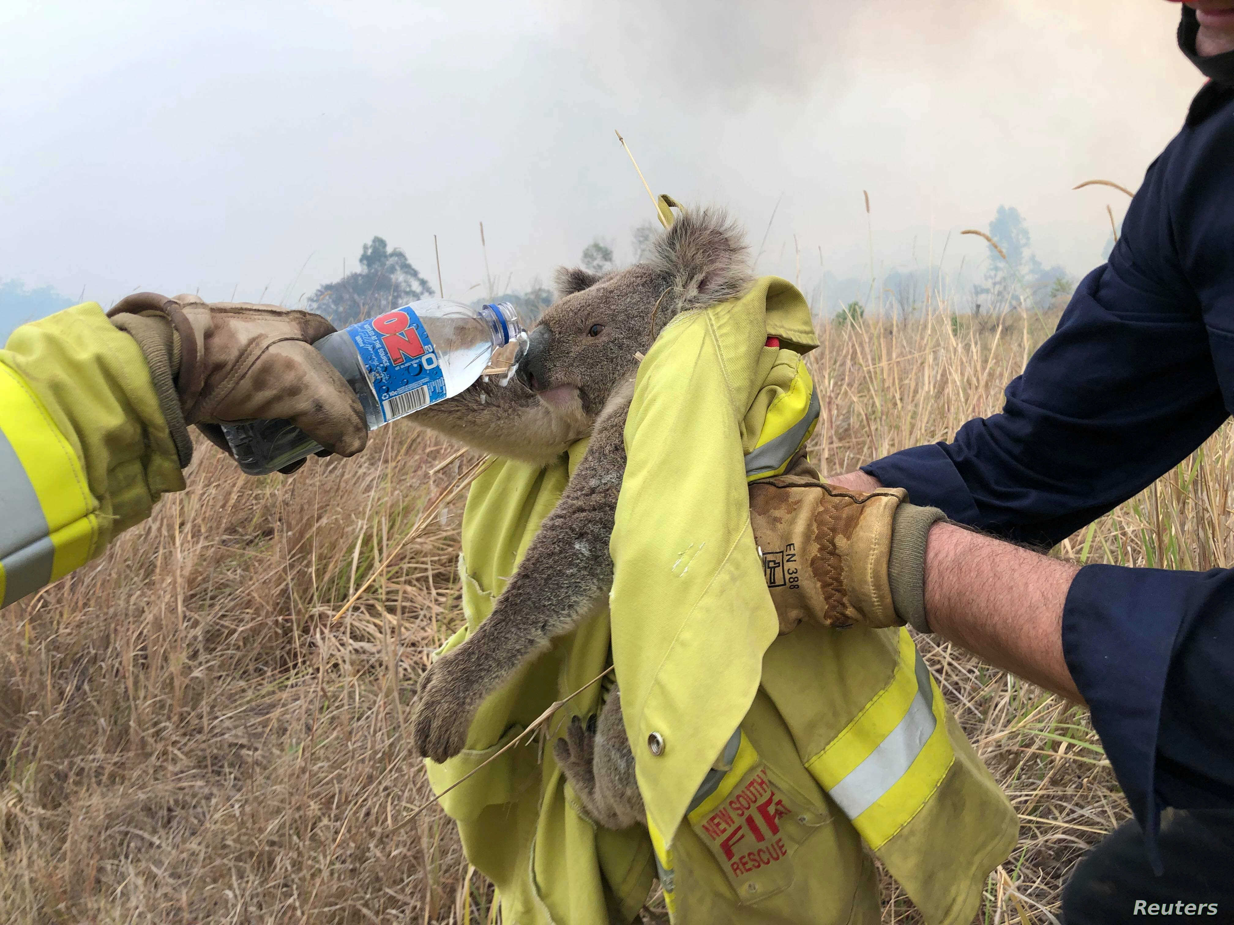 Reuters via VOA News Poor koala )':