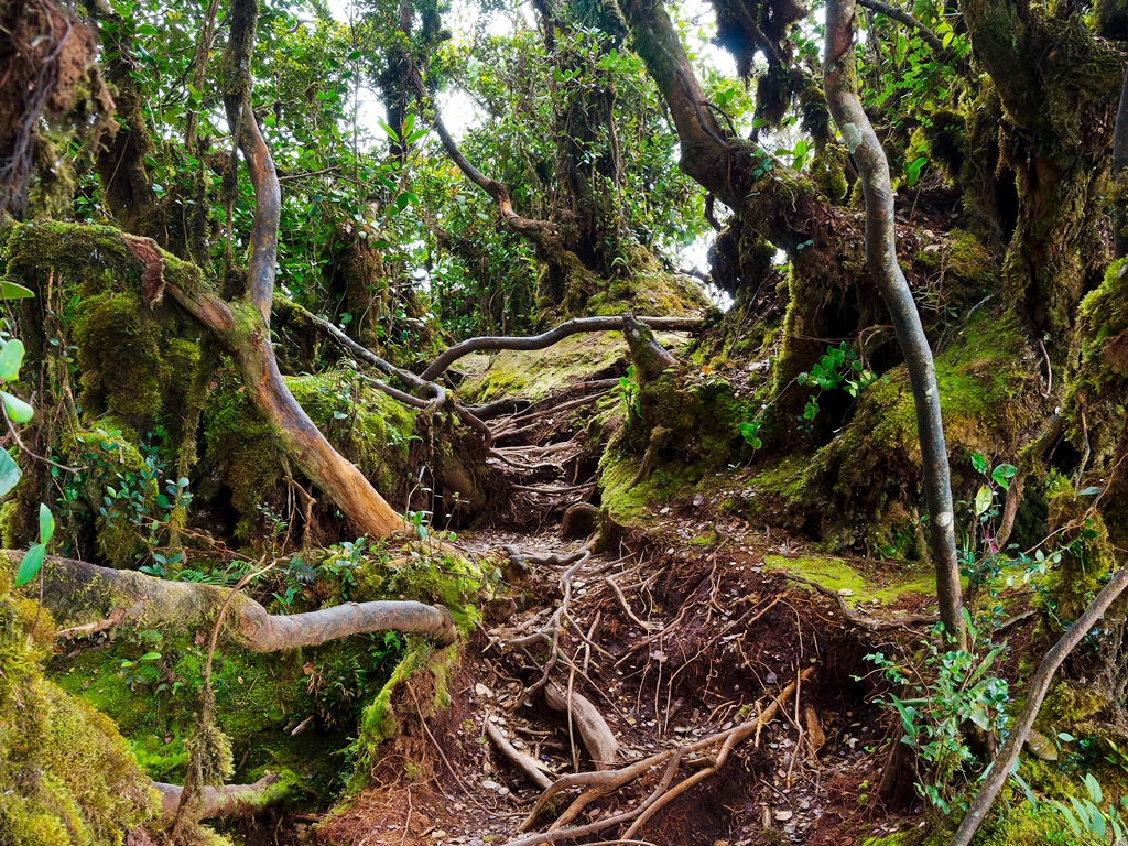 Have you been to Mossy Forest before?