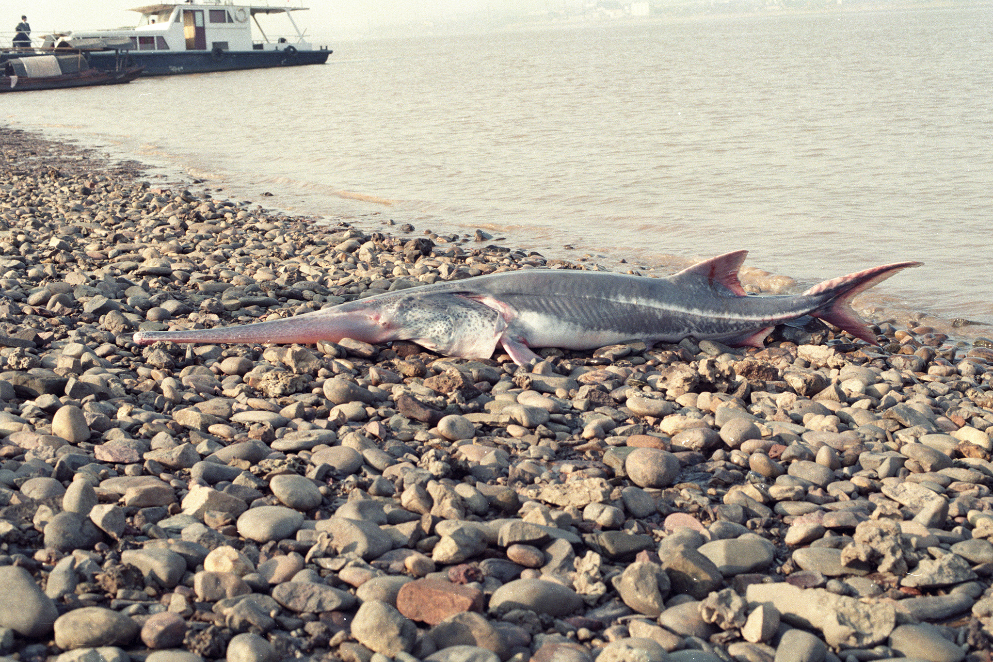 It was last seen in 2003.