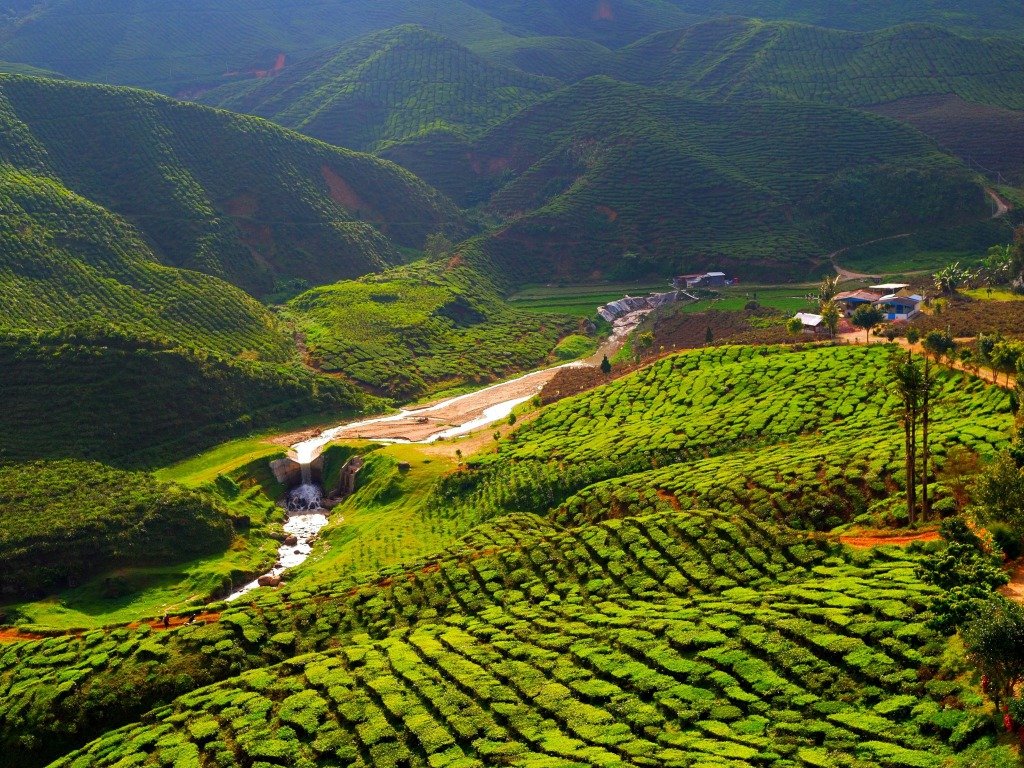 The scenic Bharat Tea Plantation.