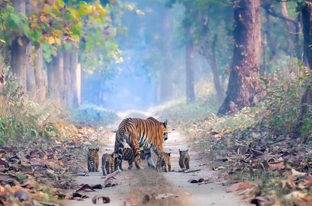 tiger-resized.jpg