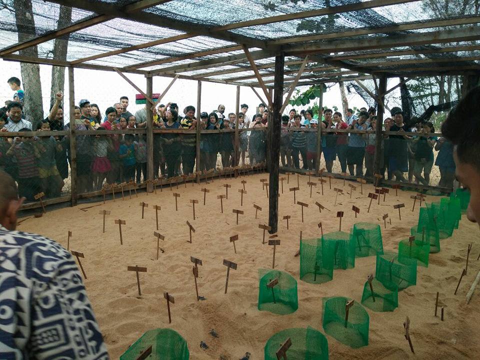 Baby turtles waiting to come out.