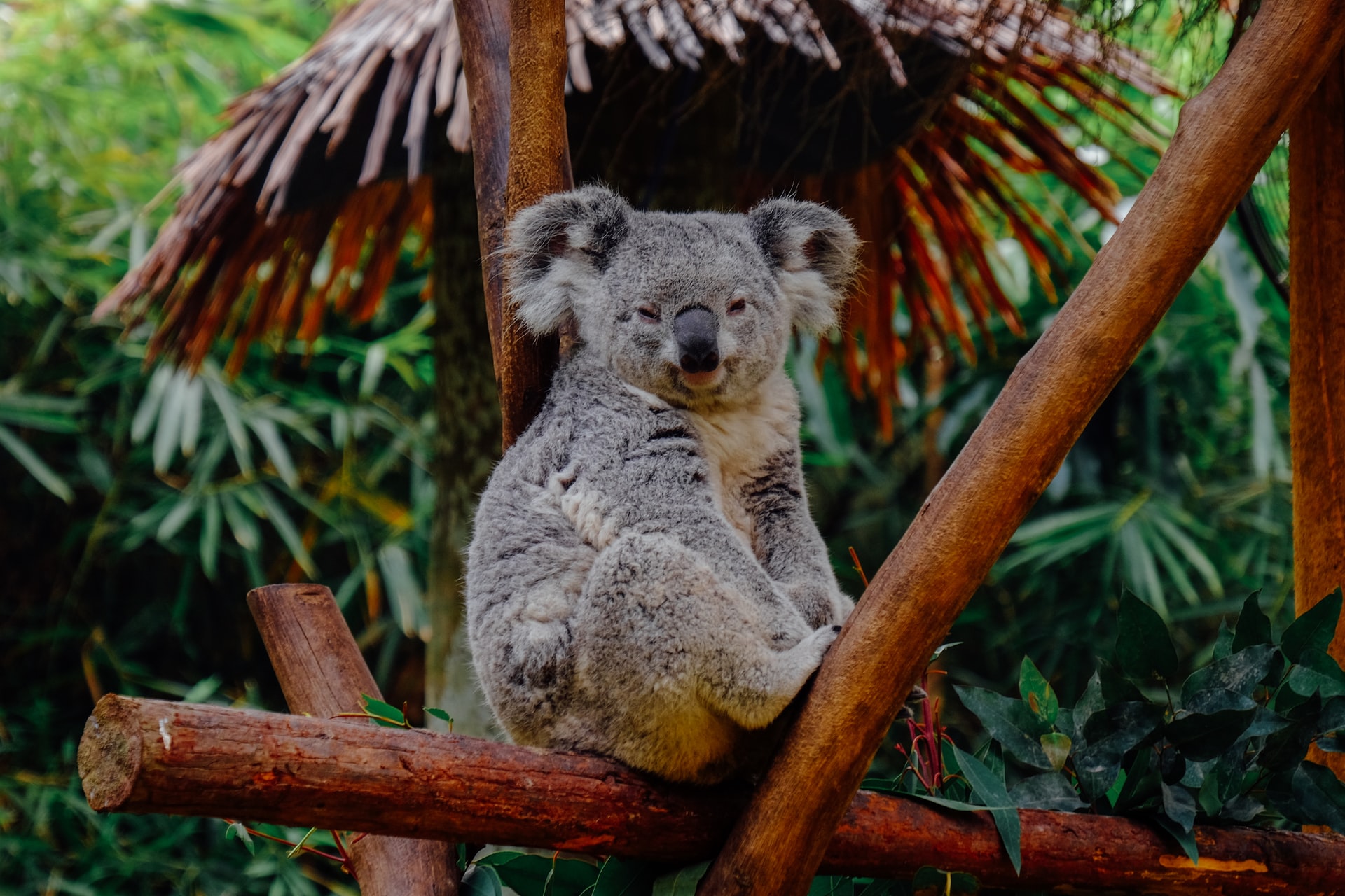 Please save the koalas.