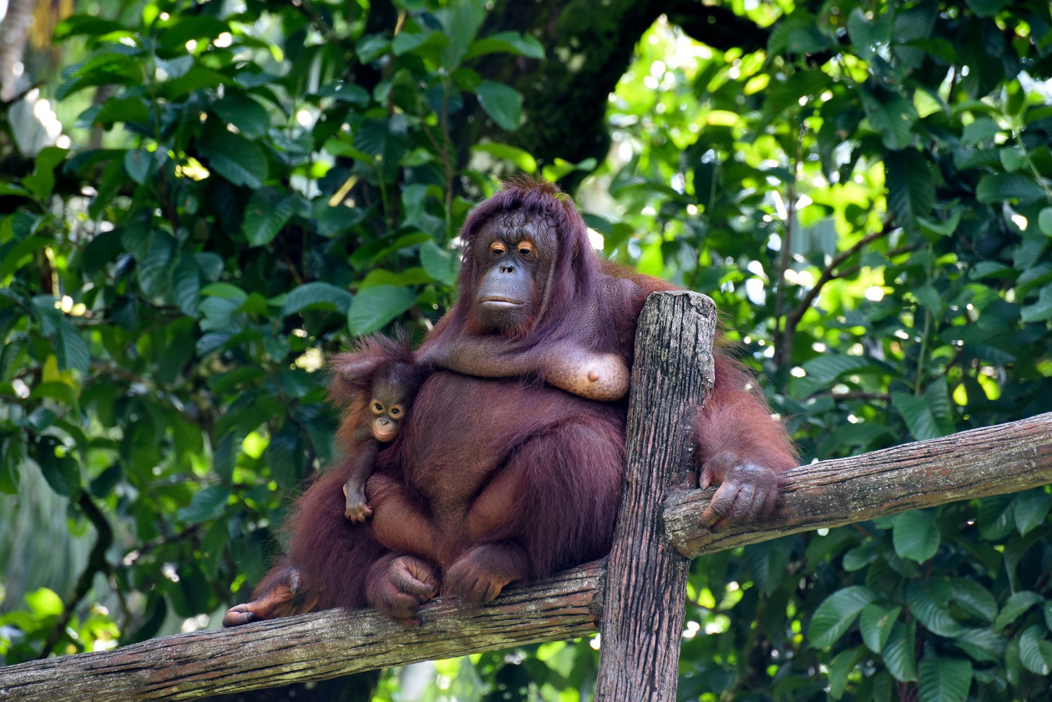 Welcome, baby orang utan.
