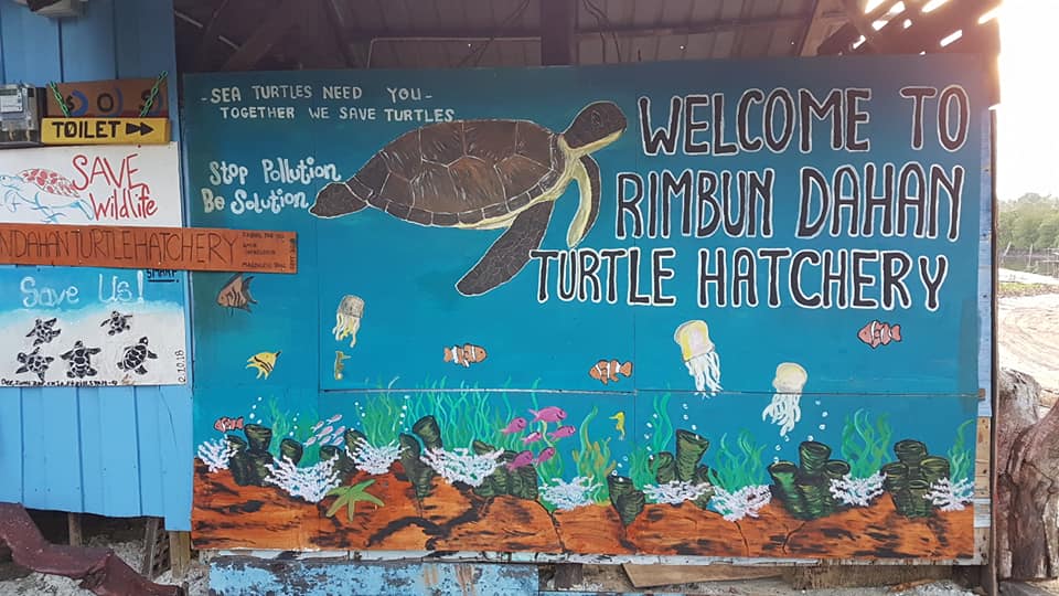 Saving the green turtles.