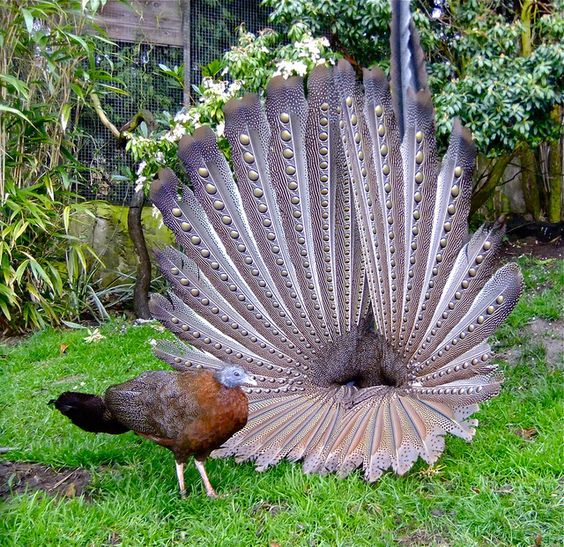 Beautiful feathers.