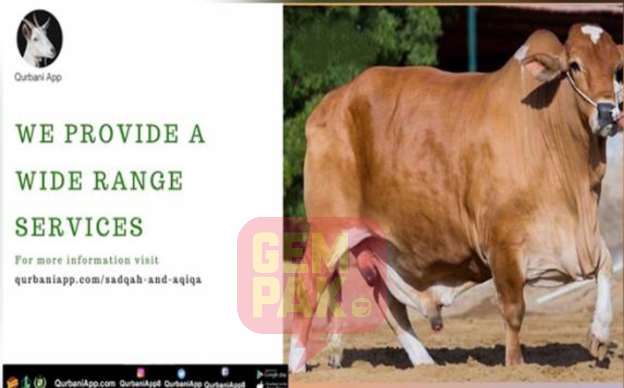 korban-lembu-online.jpg