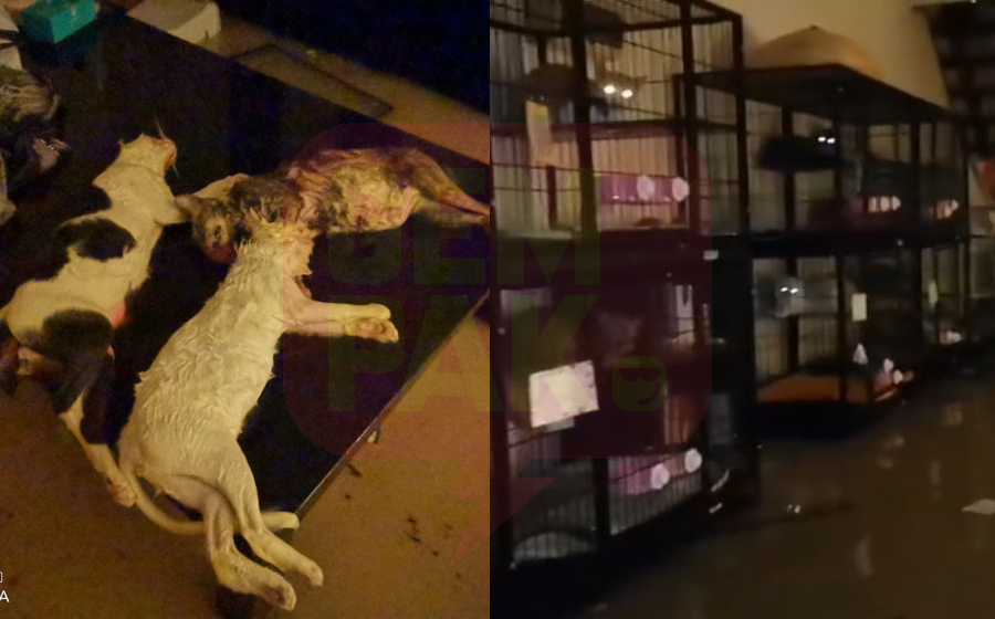 kucing-lemas-banjir-header.jpg