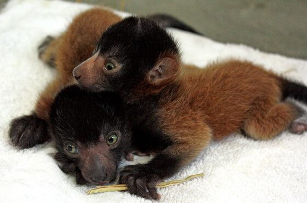 lemur.jpg