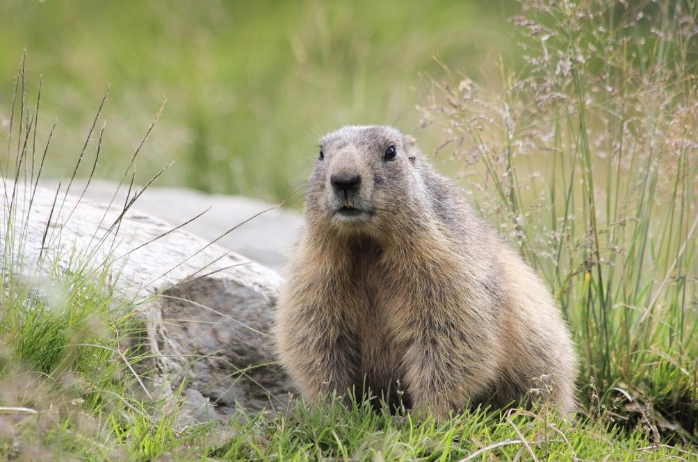marmot_1.jpg