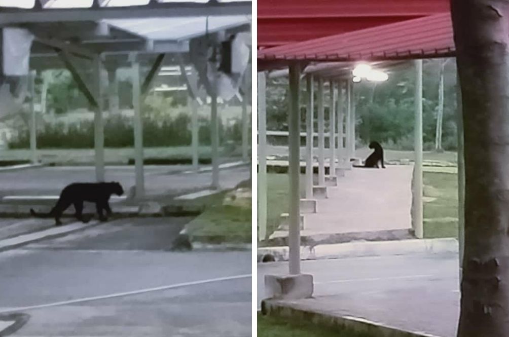 panther-uitm.jpg