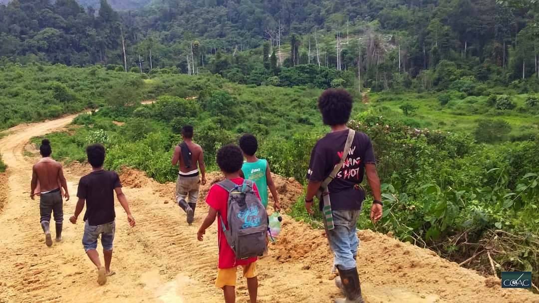These roads were newly cleared to make way for logging