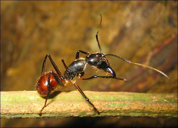 Animal Planet This ant species is the bomb.