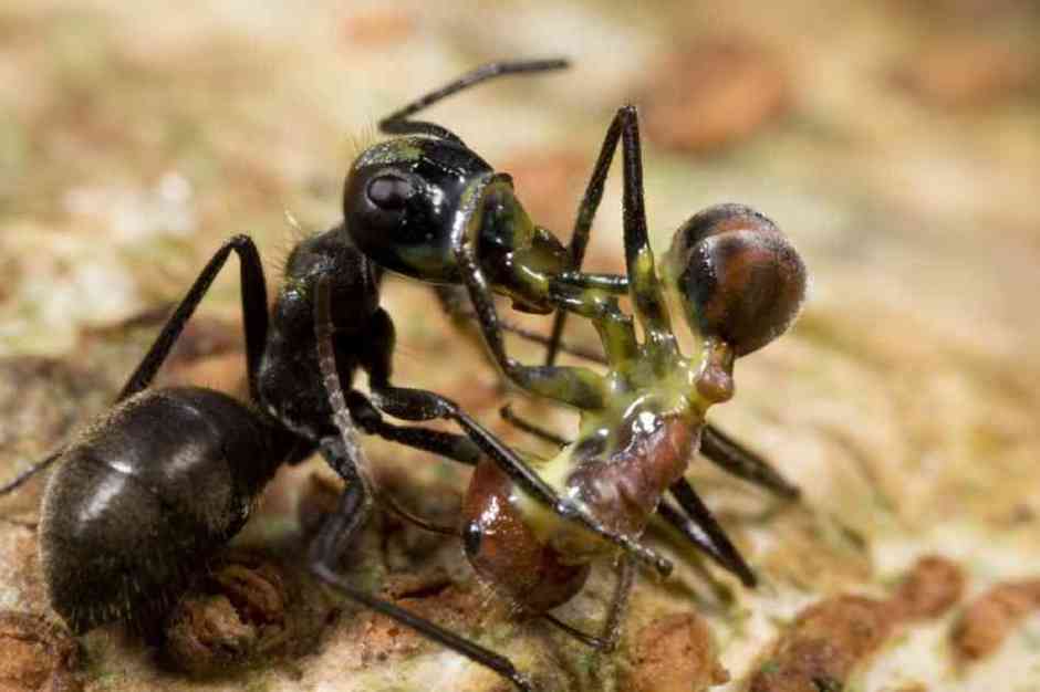 The Daily Ant Liquid all over your body.