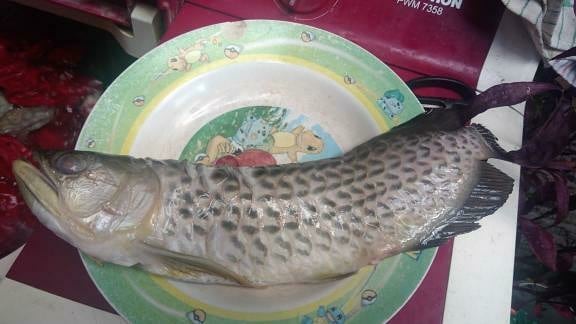 His father thought it was food.