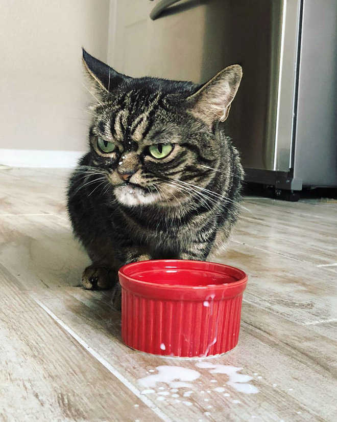 Instagram/Angry Kitzia 'Watchu looking at?'