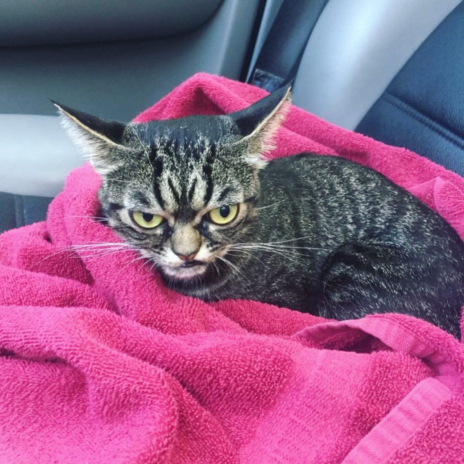 Instagram/Angry Kitzia Not happy going for a car ride.