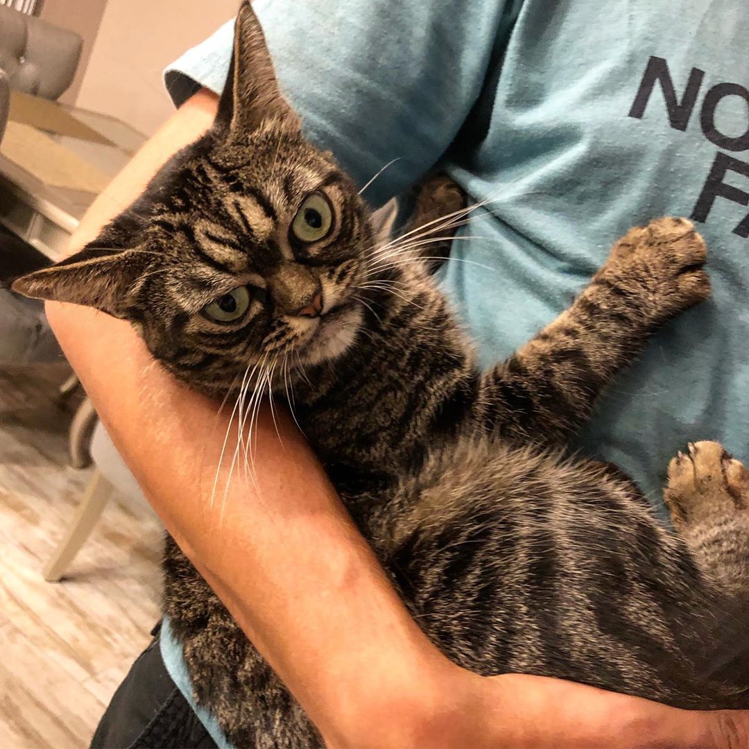 Instagram/Angry Kitzia Spending quality time with her human.