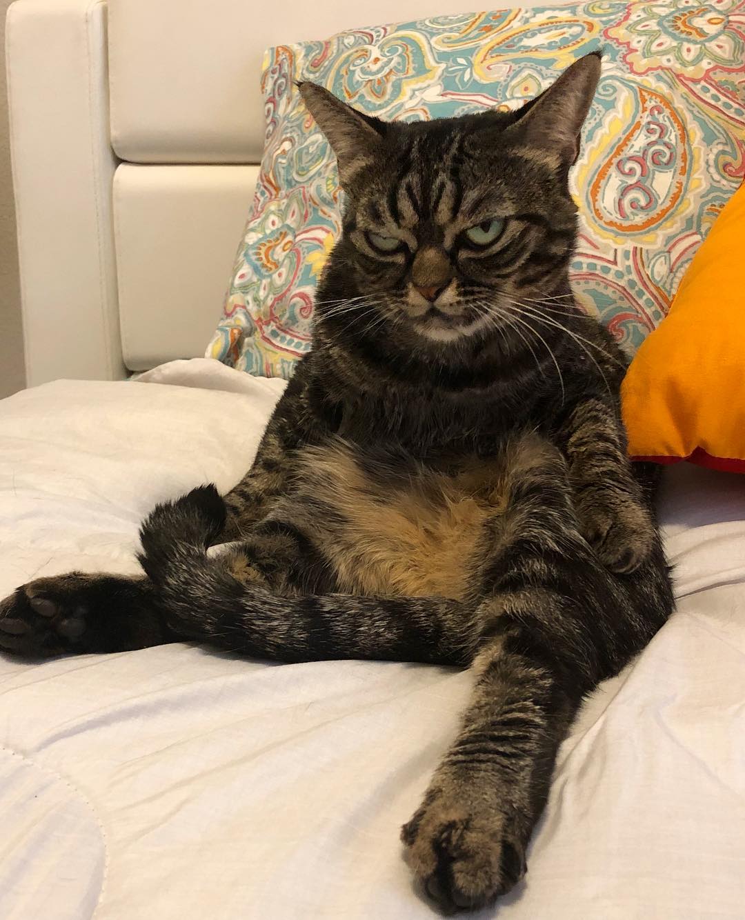 Instagram/Angry Kitzia Yes, she is judging you.