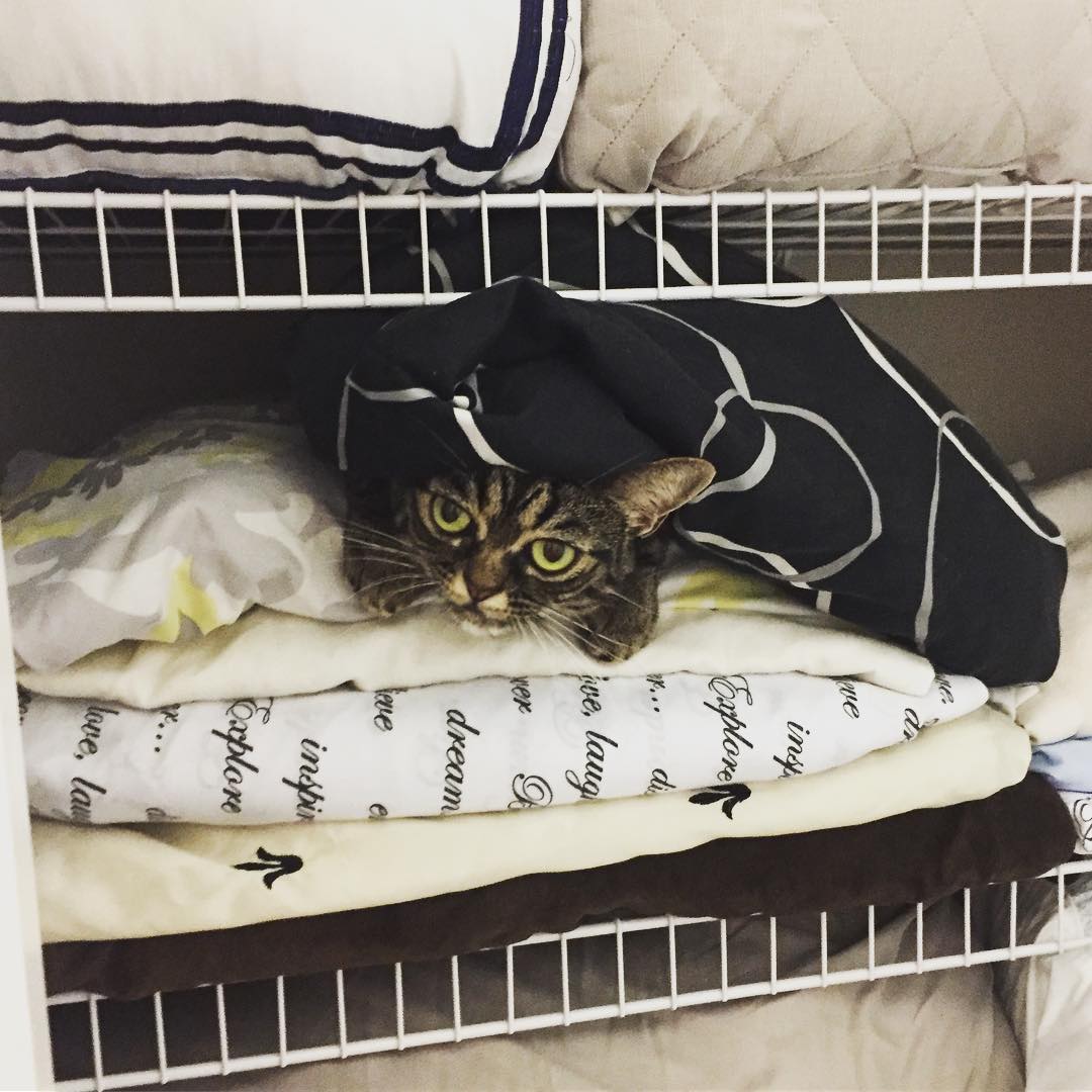 Instagram/Angry Kitzia Let's play hide and stay angry!