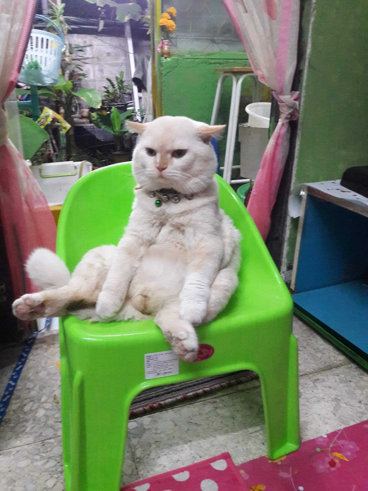 Hoomans gave me a bad day.