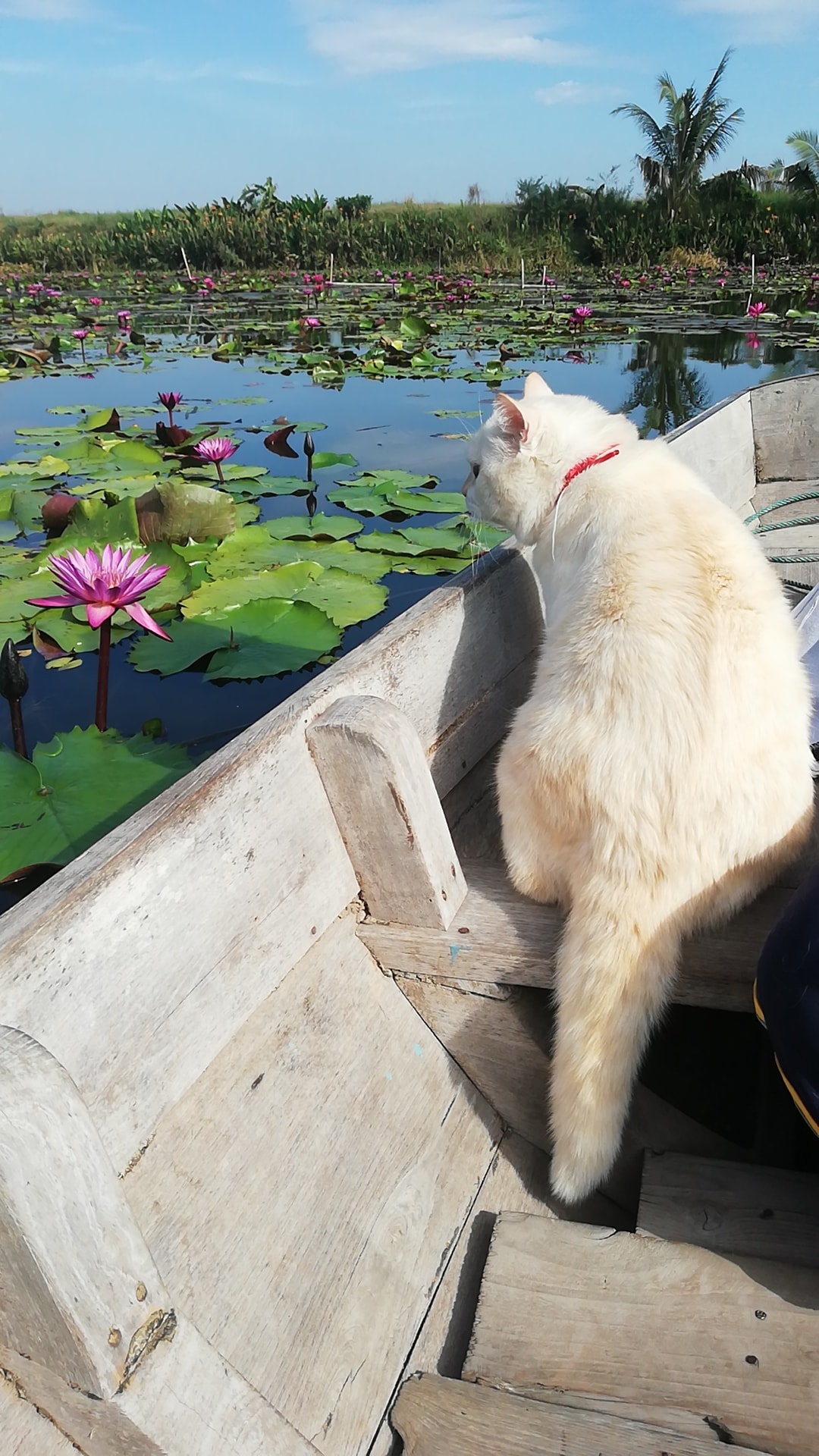 Hooman took me on vacation.