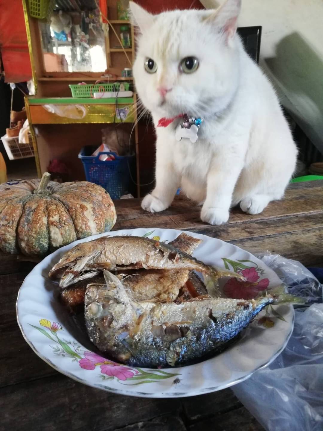 What is this, hooman?!
