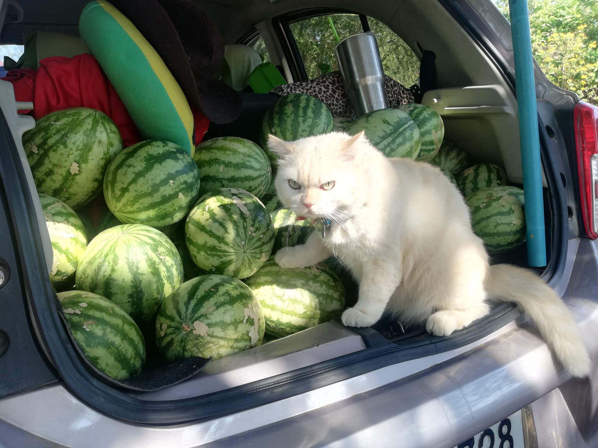 Hurry up and load these, hoomans.