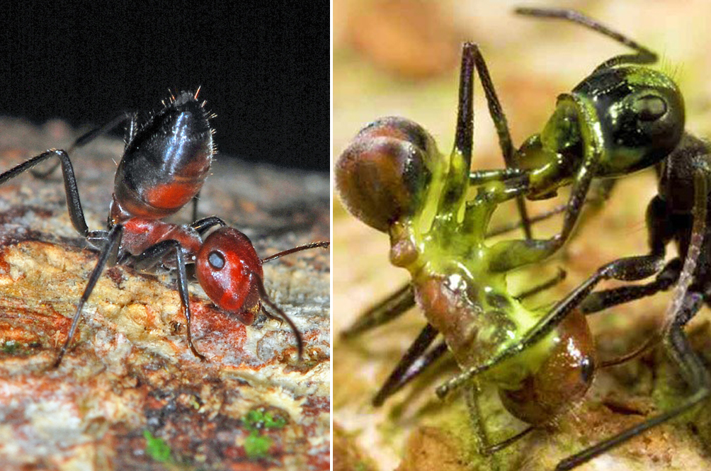 ant.jpg
