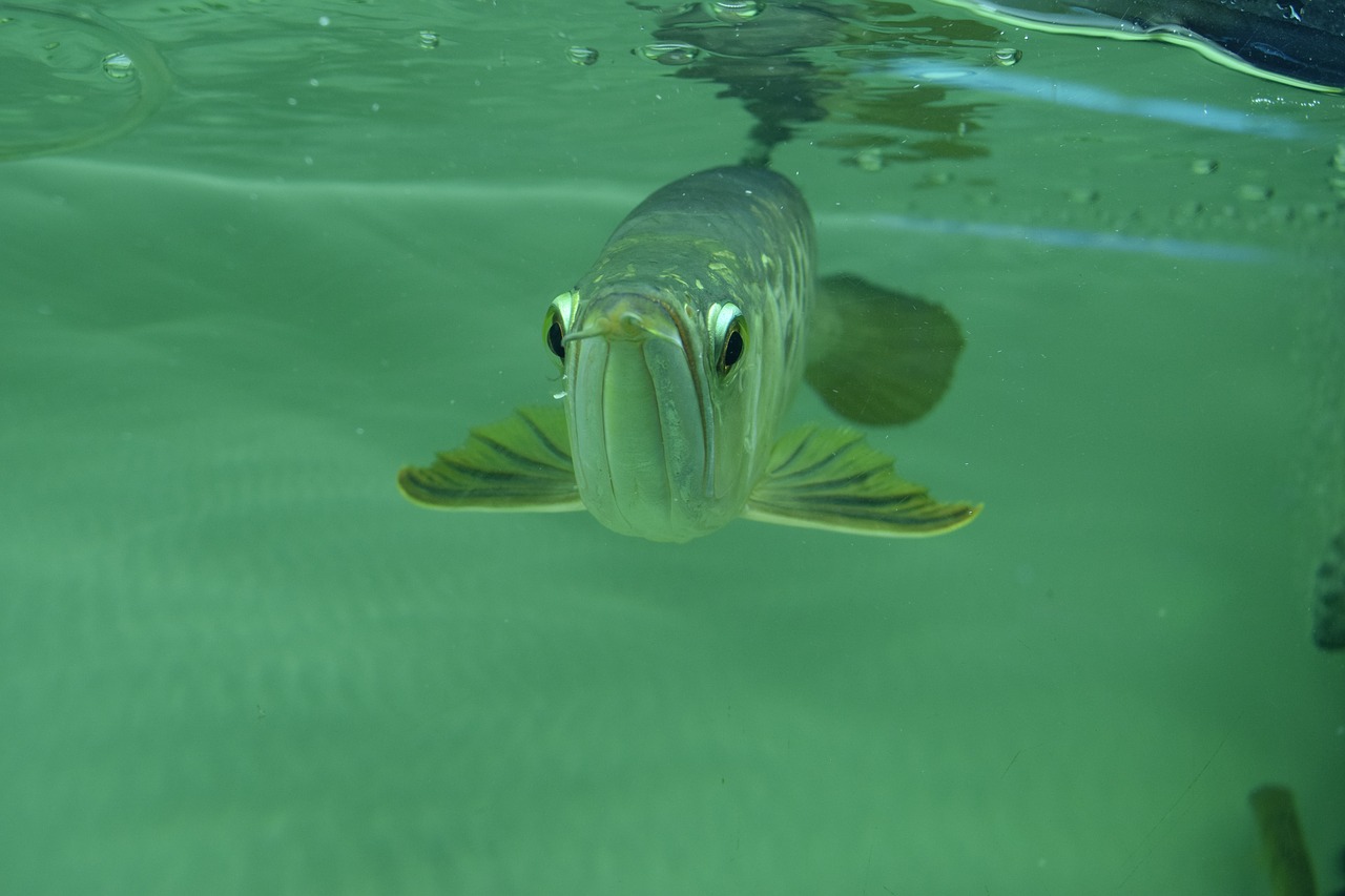 Not the real fish, of course.