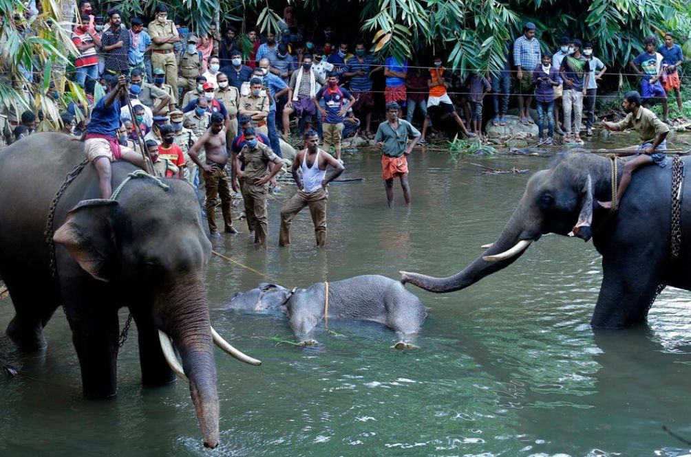 elephant-(11).jpg