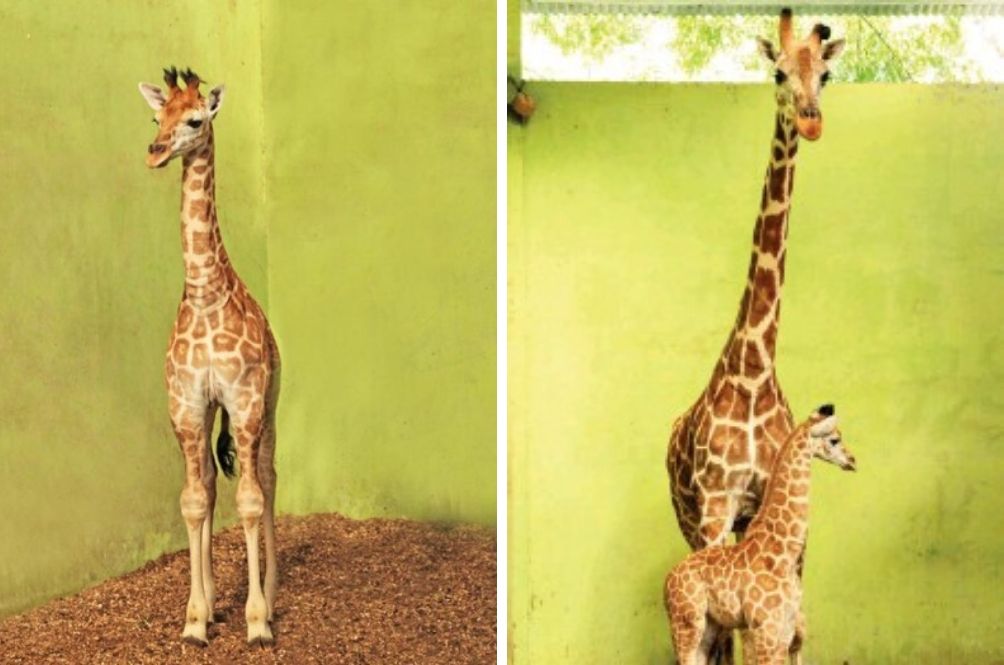 giraffe.jpg