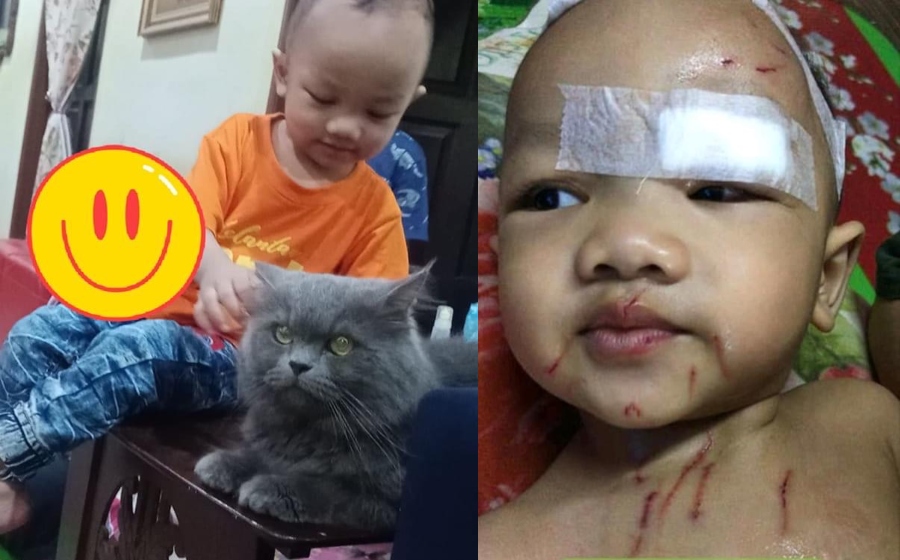 kucing_1.jpg