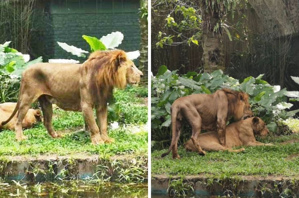 lion-(1)_1.jpg