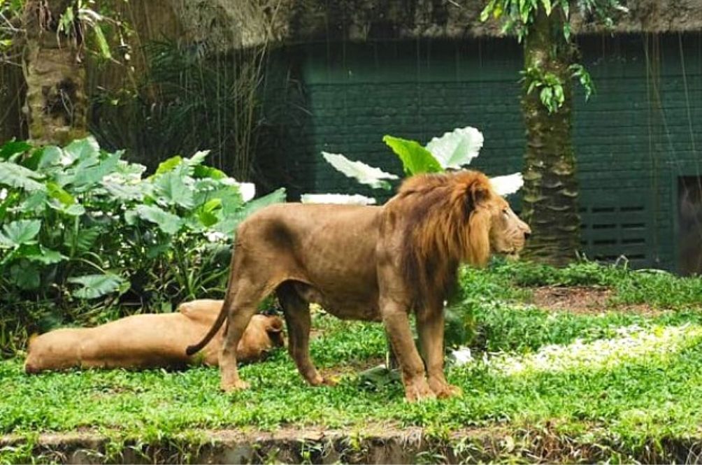 lion.jpg