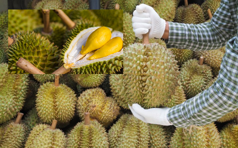pilihdurian.jpg