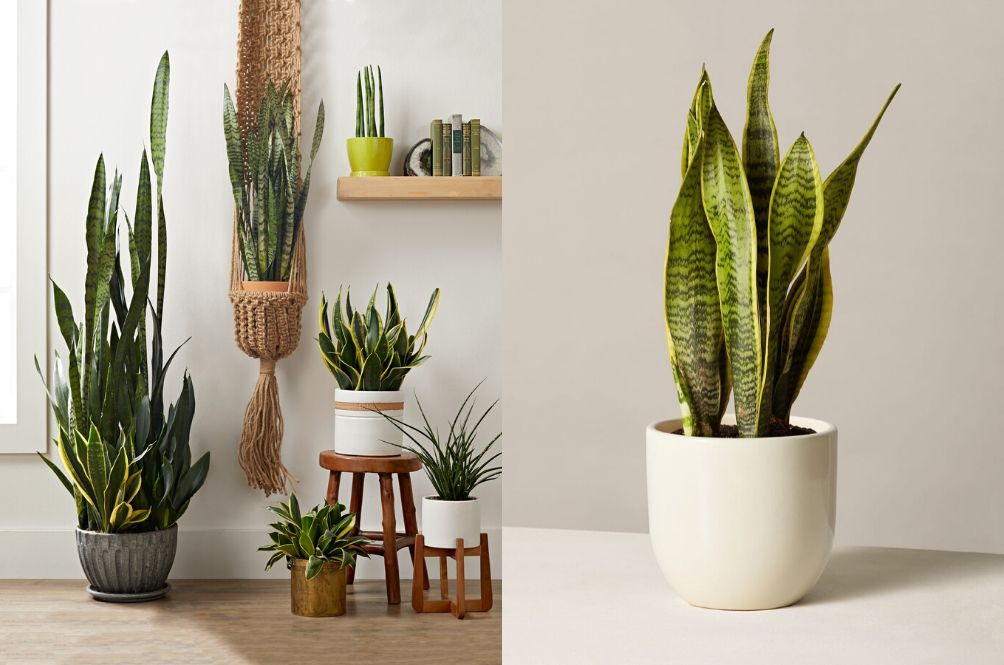 snakeplant.jpg