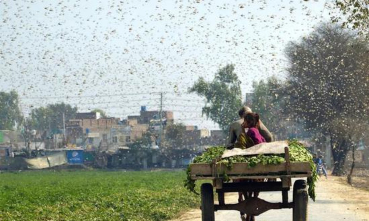 The locusts are a big nuisance.