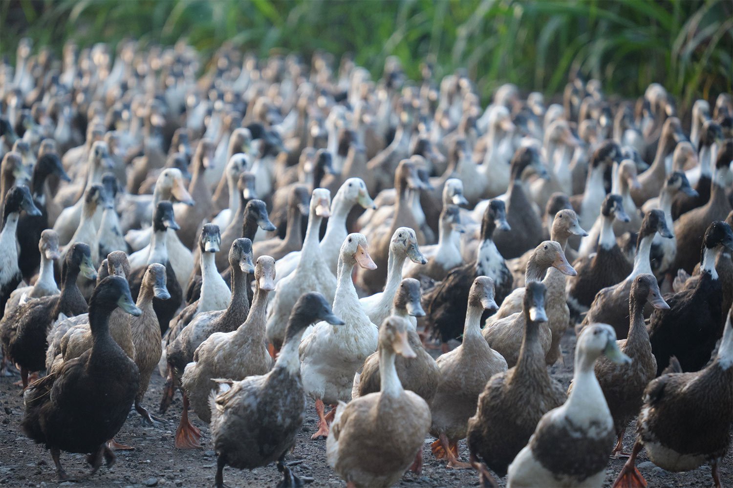 The ducks are ready.