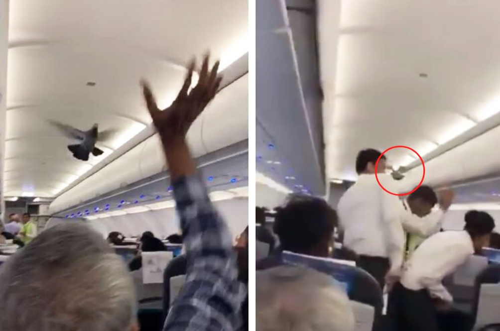 fly-birdie-fly.jpg