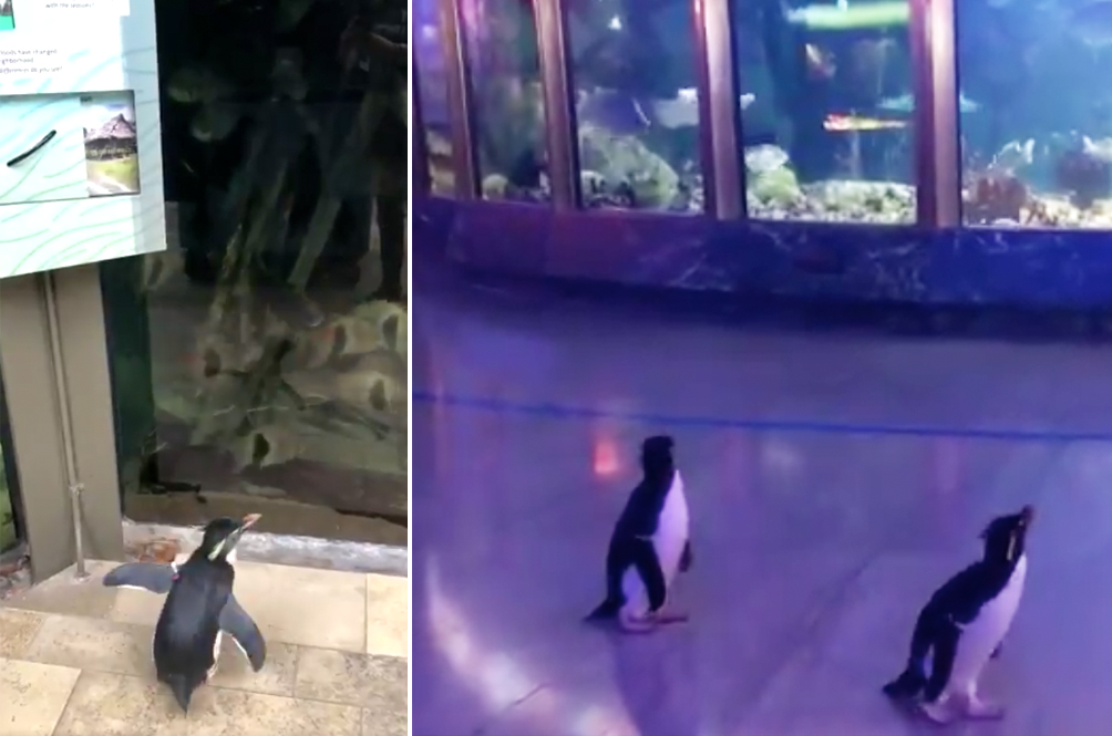 pengsu.jpg