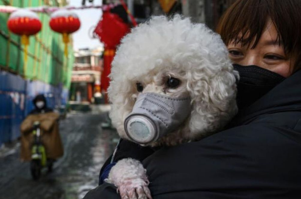 pomeranian-(1).jpg