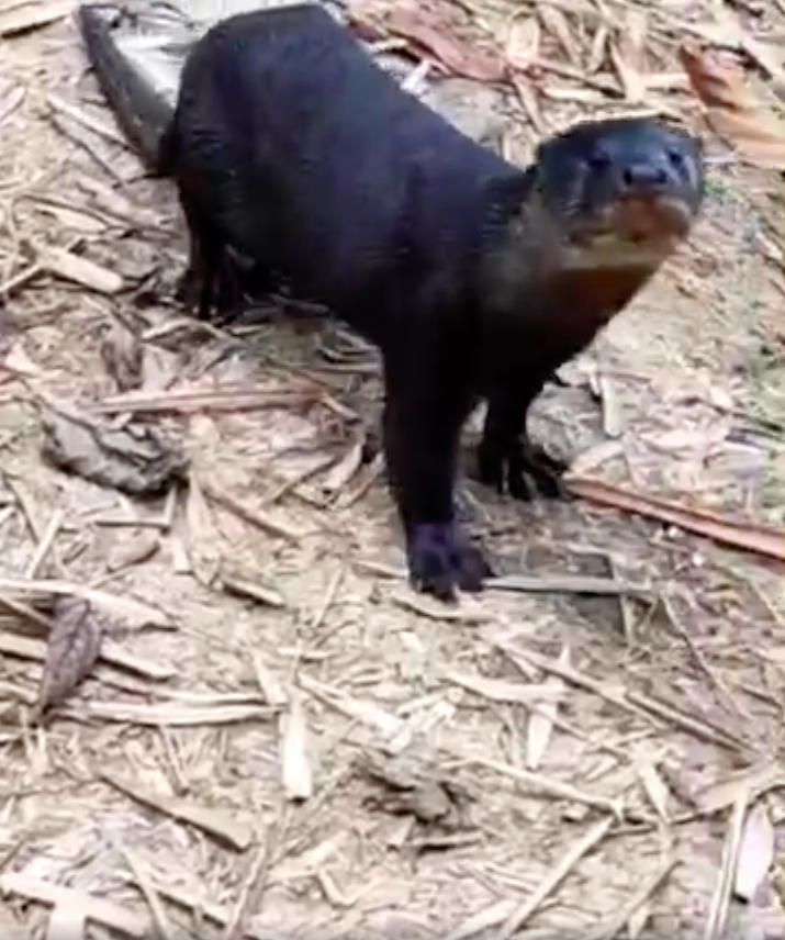'Hi hooman, it's me'.
