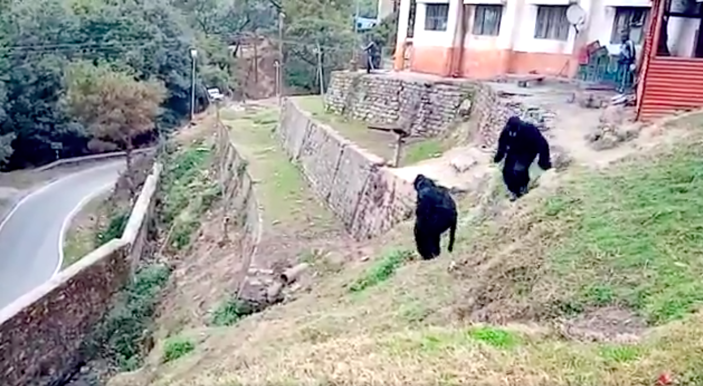 The bears are coming.