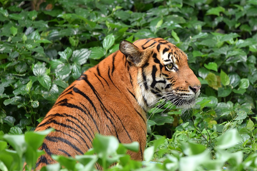 We need to save our tiger friends.