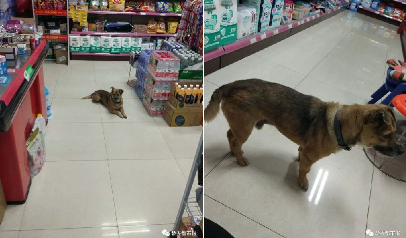 Lemme be your guard dog.