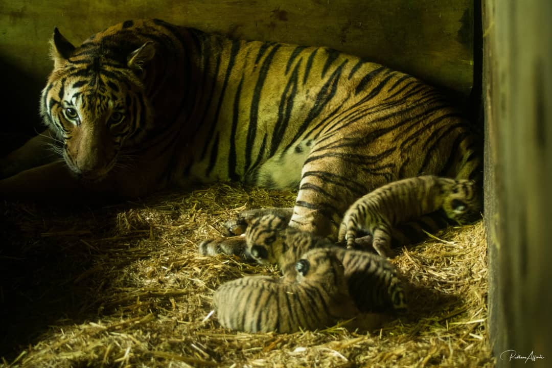Meet Baby and her new babies.