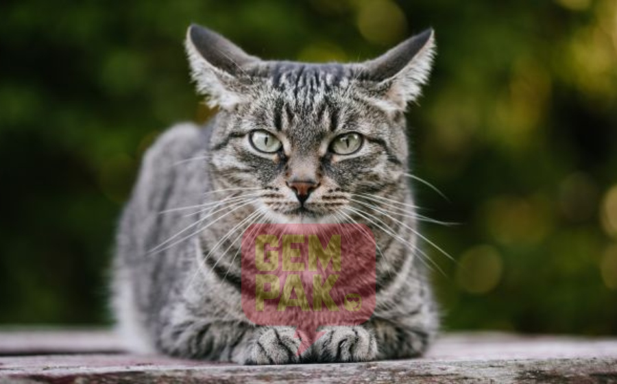 cat-covid-19c.jpg