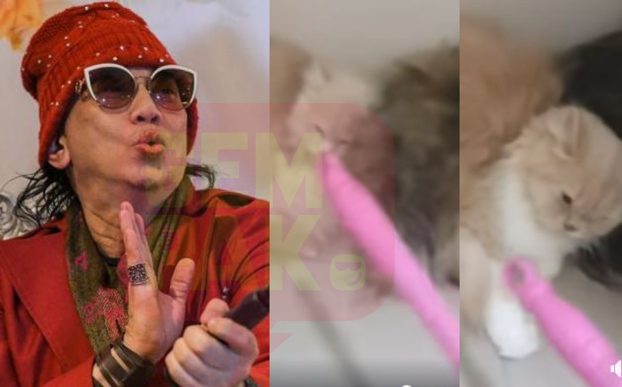 diva-aa-kucing-header.jpg